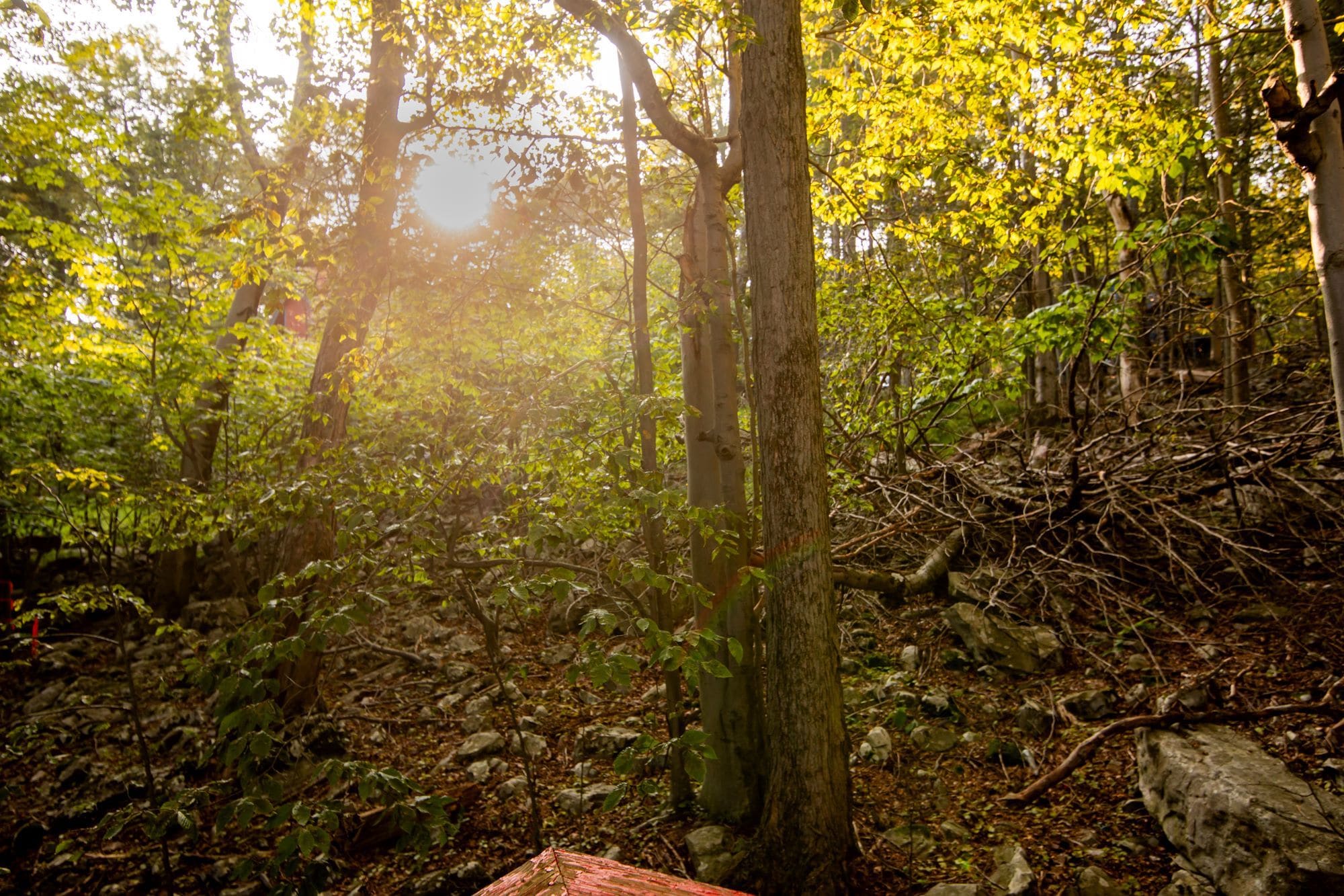Sun-dappled wooded trail near Bella Casa